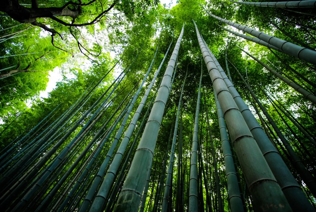 Dreams are like growing a bamboo tree